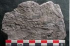 Foto (Detailansicht) von Calamites tenuifolius Ettingshausen (NHMW-GEO-2024-0188-10995)